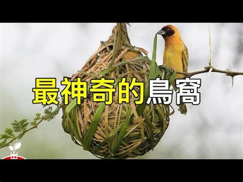 小鳥在家築巢風水|【小鳥築巢在家】小鳥築巢我家！好兆頭？還是另有玄機？